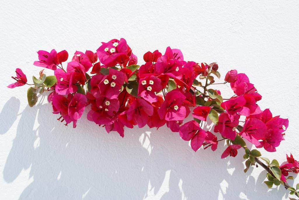 Aethrio Sunset Village - Aparthotel Oia (Santorini)