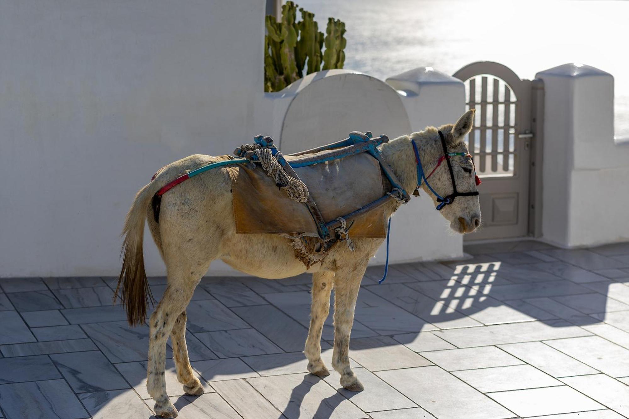 Santorini Sun
