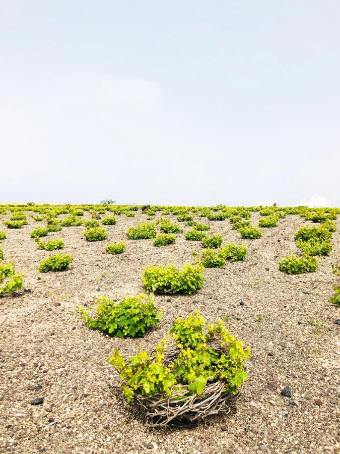 Casa de hóspedes White Grape 3*