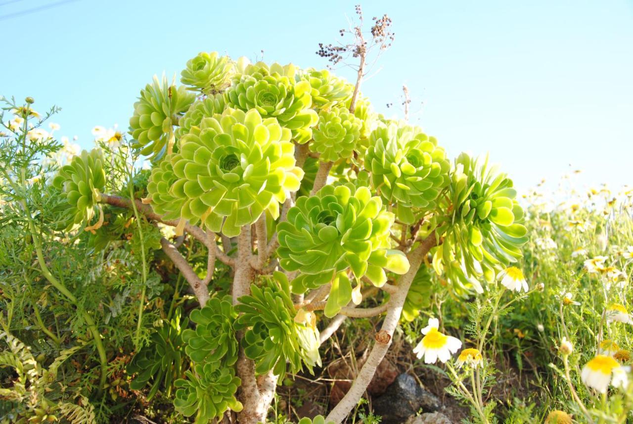 White Grape Oía