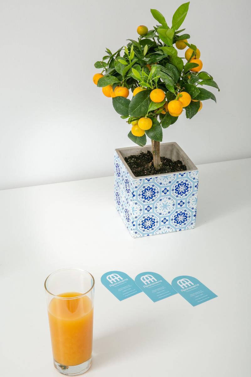 Apanomeria Boutique Oia (Santorini)